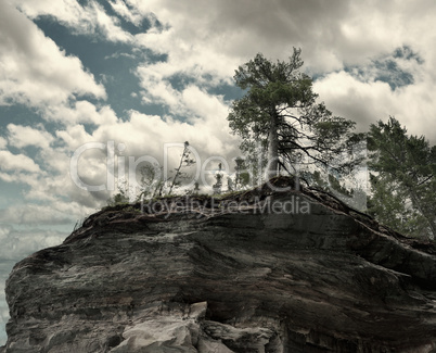 Trees On A Rocky Cliff
