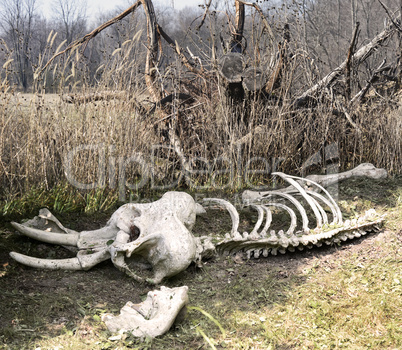 Elephant Skeleton