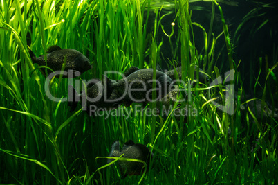 Shot of a school of fish swimming through underwater plants