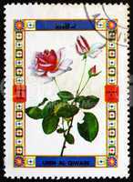 Postage stamp Umm al-Quwain 1972 Rose, Flower