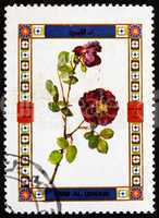 Postage stamp Umm al-Quwain 1972 Rose, Flower
