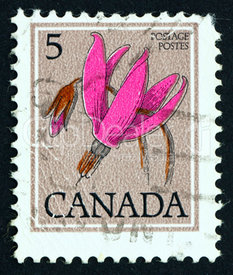 Postage stamp Canada 1977 Shooting Star, Dodecatheon, Flower