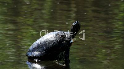 Sonnende Rotwangen-Schmuckschildkröte