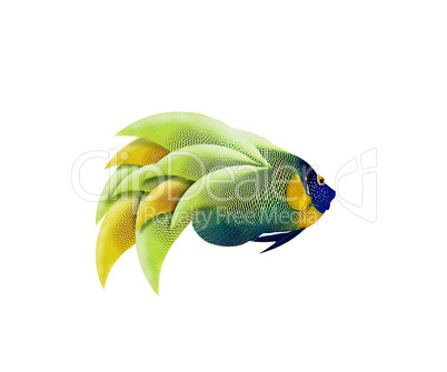 colorful angelfish