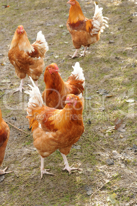 poultry farming in Brueil en Vexin