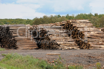 Quebec; log in a sawmill in Saint Adalbert