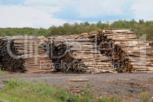 Quebec; log in a sawmill in Saint Adalbert