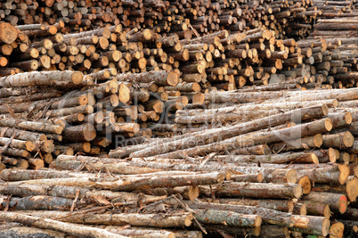 Quebec; log in a sawmill in Saint Adalbert