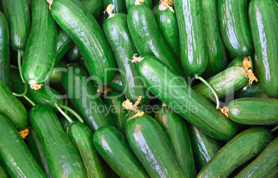 Organic Fresh Cucumbers