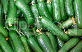 Organic Fresh Cucumbers