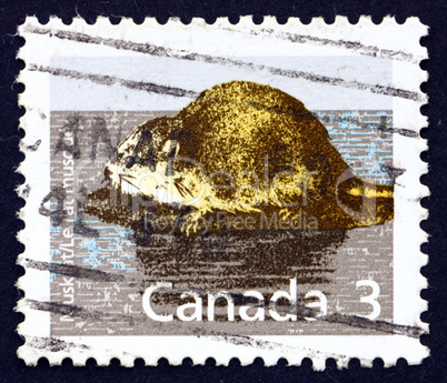 Postage stamp Canada 1988 Muskrat, Animal