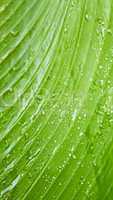 Large green leaf with rain drops