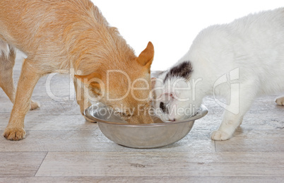 Cat food, dog food