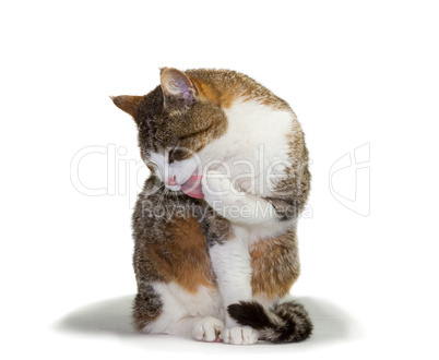 Cat grooming its paw