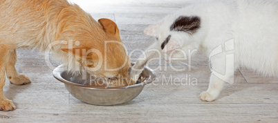 Cat helping himself from the dog bowl