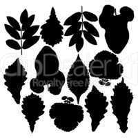 Set of silhouettes of leaves. Isolated on white.