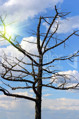 old tree against a cloudy sky