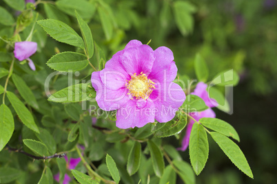 Wild rose: flowers and leaves