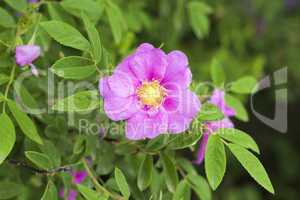 Wild rose: flowers and leaves