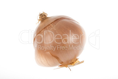 onion on white background