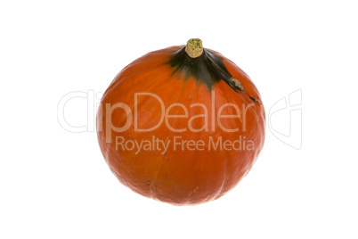 pumpkin on white background