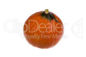 pumpkin on white background