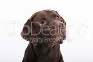 portrait of a Labrador Retriever