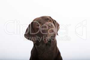 portrait of a Labrador Retriever
