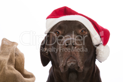 Dog as Santa Claus with red hat