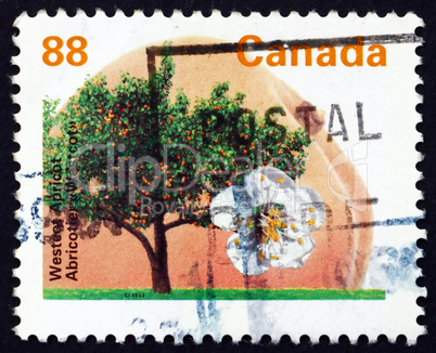 Postage stamp Canada 1994 Westcot Apricot, Fruit Tree