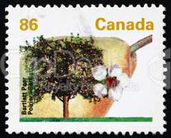 Postage stamp Canada 1992 Bartlett Pear, Williams Pear