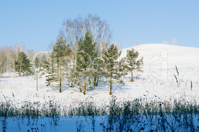 Winter Forest