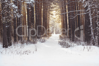 Winter Forest