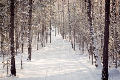 Winter Forest