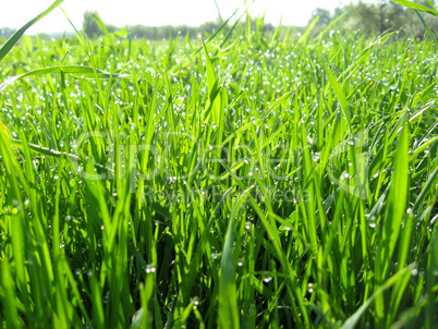 Thrickets of a high green grass