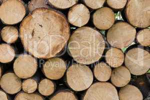 Piled logs
