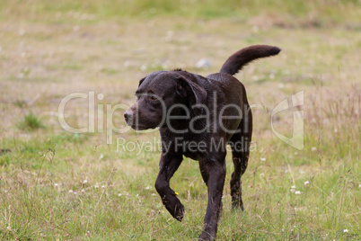 Labrador Retriever in the hunt