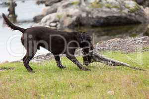 Labrador retriever playing with a branch