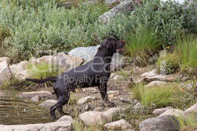 Labrador Retriever in the hunt