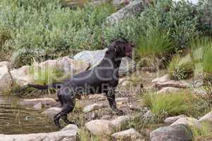 Labrador Retriever in the hunt