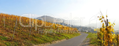 Weinlandschaft in Enkirch an der Mosel