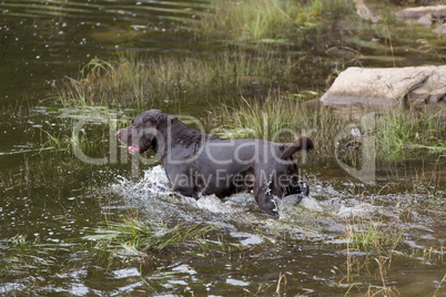 Labrador Retriever in the hunt