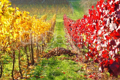 gelb-roter Weingarten