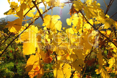 Weinblätter im Gegenlicht..