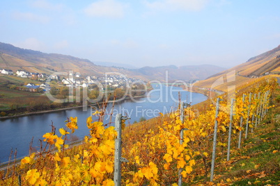 Reil an der Mosel im Herbst