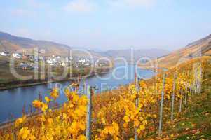 Reil an der Mosel im Herbst