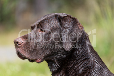 portrait of a Labrador Retriever