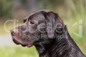 portrait of a Labrador Retriever