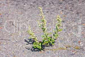 Quinoa plant on asphalt