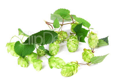 Blossoming hop on white background